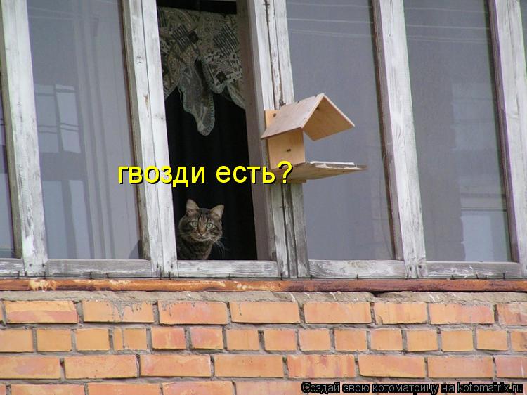 гвозди есть?... Котоматрица: гвозди есть?