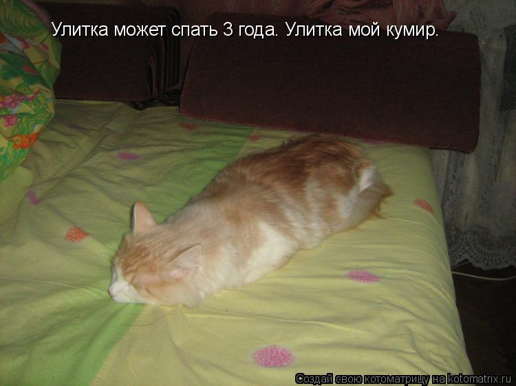 Улитка может спать 3 года. Улитка мой кумир.... Котоматрица: Улитка может спать 3 года. Улитка мой кумир.