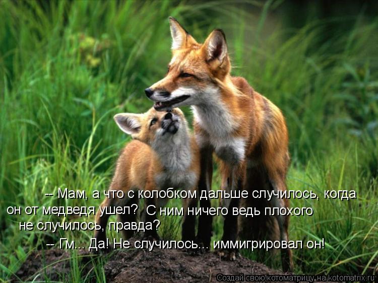 -- Мам, а что с колобком дальше случилось, когда он от медведя ушел? С ним ничего ведь плохого не с... Котоматрица: -- Мам, а что с колобком дальше случилось, когда он от медведя ушел? С ним ничего ведь плохого не случилось, правда? -- Гм... Да! Не случилось... и