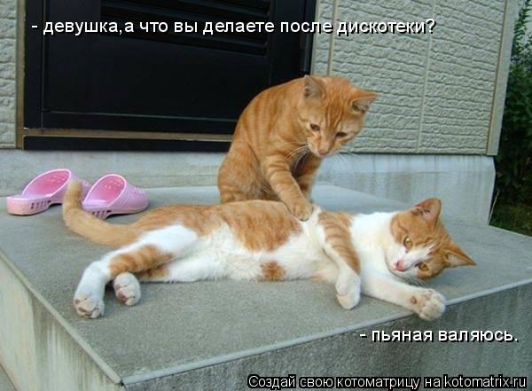 - девушка,а что вы делаете после дискотеки? - пьяная валяюсь.... Котоматрица: - девушка,а что вы делаете после дискотеки? - пьяная валяюсь.