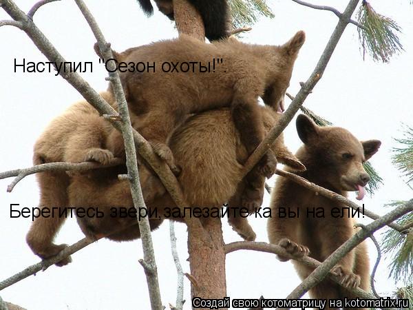 Наступил "Сезон охоты!". Берегитесь звери,залезайте ка вы на ели!... Котоматрица: Наступил "Сезон охоты!". Берегитесь звери,залезайте ка вы на ели!