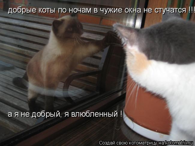добрые коты по ночам в чужие окна не стучатся !!! а я не добрый, я влюбленный !... Котоматрица: добрые коты по ночам в чужие окна не стучатся !!! а я не добрый, я влюбленный !
