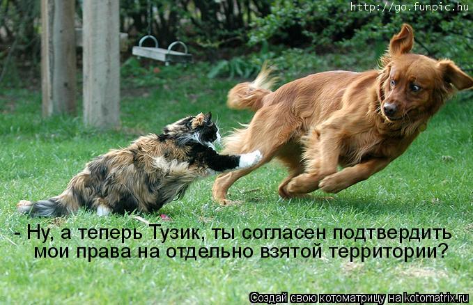 - Ну, а теперь Тузик, ты согласен подтвердить мои права на отдельно взятой территории?... Котоматрица: - Ну, а теперь Тузик, ты согласен подтвердить мои права на отдельно взятой территории?