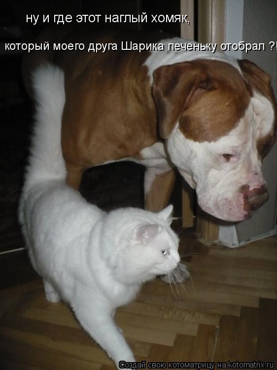 ну и где этот наглый хомяк, который моего друга Шарика печеньку отобрал ?!... Котоматрица: ну и где этот наглый хомяк, который моего друга Шарика печеньку отобрал ?!