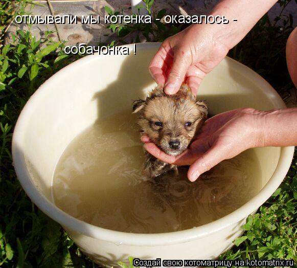 отмывали мы котенка - оказалось - собачонка !... Котоматрица: отмывали мы котенка - оказалось - собачонка !