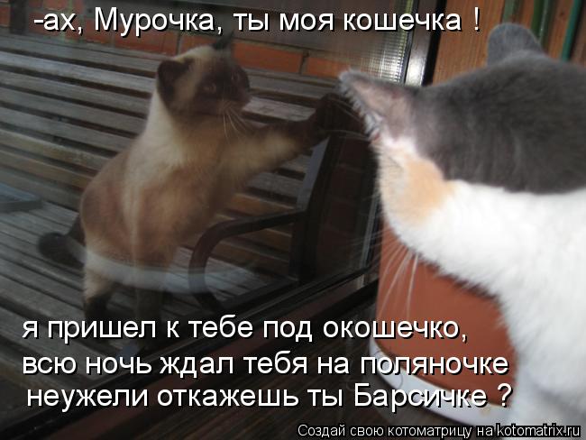 -ах, Мурочка, ты моя кошечка ! я пришел к тебе под окошечко, всю ночь ждал тебя на поляночке неужели ... Котоматрица: -ах, Мурочка, ты моя кошечка ! я пришел к тебе под окошечко, всю ночь ждал тебя на поляночке неужели откажешь ты Барсичке ?