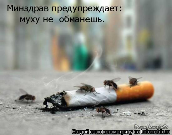 Минздрав предупреждает: муху не обманешь.... Котоматрица: Минздрав предупреждает: муху не обманешь.