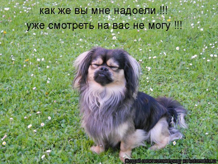 как же вы мне надоели !!! уже смотреть на вас не могу !!!... Котоматрица: как же вы мне надоели !!! уже смотреть на вас не могу !!!