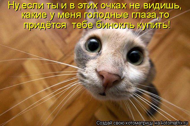 Ну,если ты и в этих очках не видишь, какие у меня голодные глаза,то придётся тебе бинокль купить!... Котоматрица: Ну,если ты и в этих очках не видишь, какие у меня голодные глаза,то придётся тебе бинокль купить!