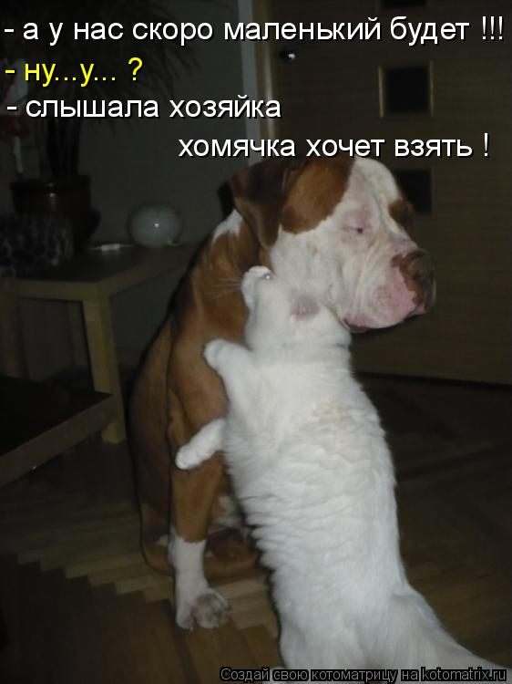 - а у нас скоро маленький будет !!! - ну...у... ? - слышала хозяйка хомячка хочет взять !... Котоматрица: - а у нас скоро маленький будет !!! - ну...у... ? - слышала хозяйка хомячка хочет взять !