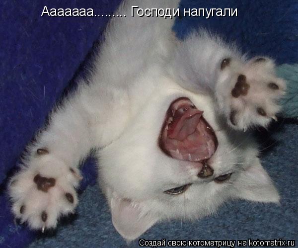 Ааааааа......... Господи напугали... Котоматрица: Ааааааа......... Господи напугали