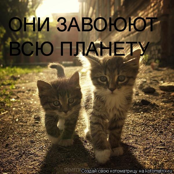 ОНИ ЗАВОЮЮТ ВСЮ ПЛАНЕТУ... Котоматрица: ОНИ ЗАВОЮЮТ ВСЮ ПЛАНЕТУ