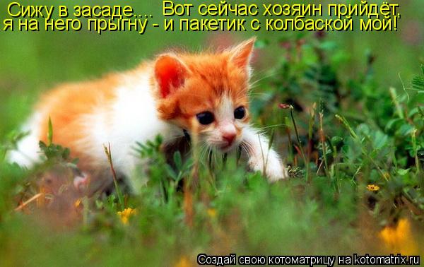 Сижу в засаде.... Вот сейчас хозяин прийдёт, я на него прыгну - и пакетик с колбаской мой!... Котоматрица: Сижу в засаде.... Вот сейчас хозяин прийдёт, я на него прыгну - и пакетик с колбаской мой!