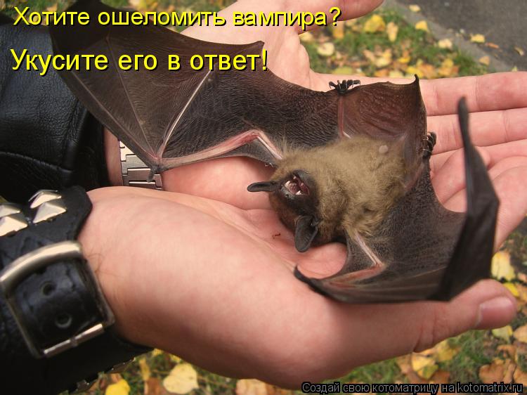 Хотите ошеломить вампира? Укусите его в ответ!... Котоматрица: Хотите ошеломить вампира? Укусите его в ответ!