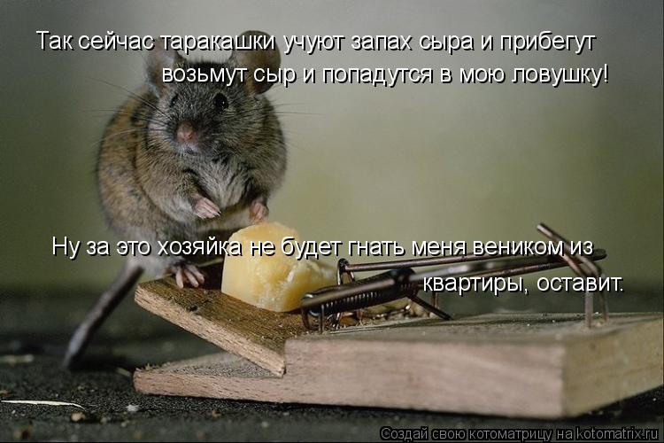 Так сейчас таракашки учуют запах сыра и прибегут возьмут сыр и попадутся в мою ловушку! Ну за это хоз... Котоматрица: Так сейчас таракашки учуют запах сыра и прибегут возьмут сыр и попадутся в мою ловушку! Ну за это хозяйка не будет гнать меня веником из ква