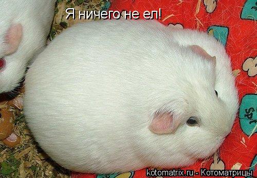 Я ничего не ел!... Котоматрица: Я ничего не ел!