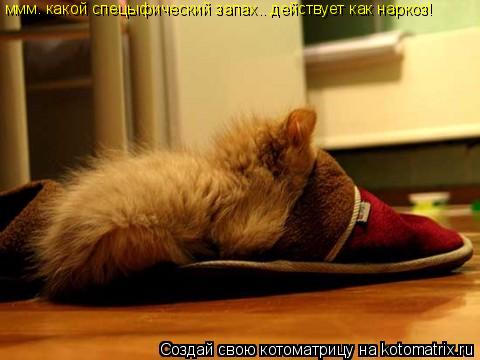 ммм. какой спецыфический запах...действует как наркоз!... Котоматрица: ммм. какой спецыфический запах...действует как наркоз!