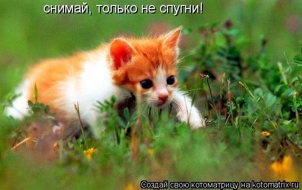 снимай, только не спугни!... Котоматрица: снимай, только не спугни!