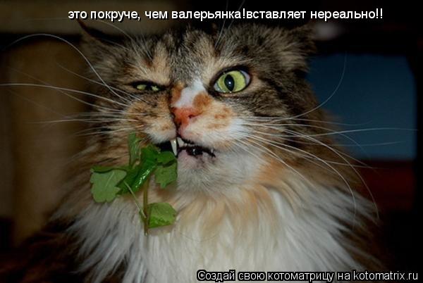 это покруче, чем валерьянка!вставляет нереально!!... Котоматрица: это покруче, чем валерьянка!вставляет нереально!!