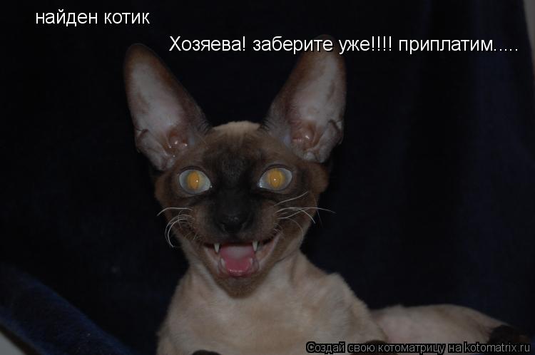 найден котик Хозяева! заберите уже!!!! приплатим........ Котоматрица: найден котик Хозяева! заберите уже!!!! приплатим.....