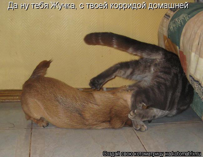Да ну тебя Жучка, с твоей корридой домашней... Котоматрица: Да ну тебя Жучка, с твоей корридой домашней