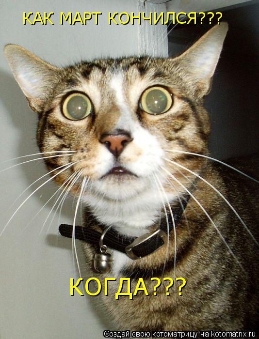КАК МАРТ КОНЧИЛСЯ??? КОГДА???... Котоматрица: КАК МАРТ КОНЧИЛСЯ??? КОГДА???