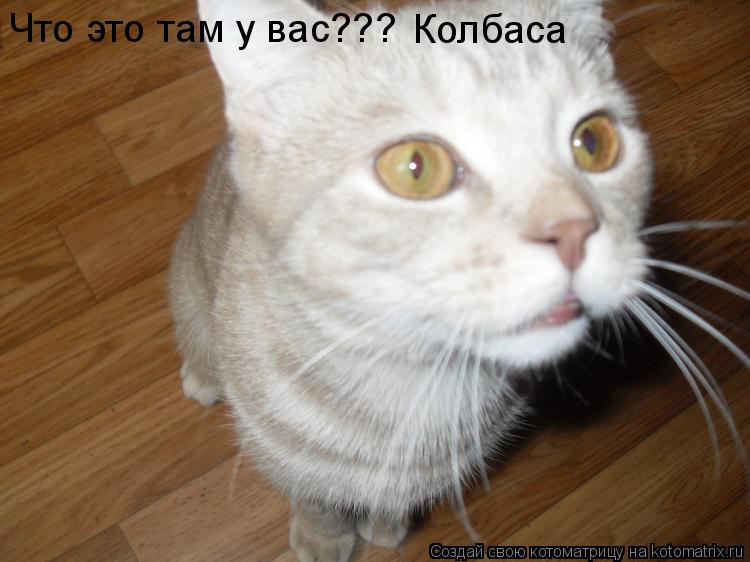Котоматрица: Что это там у вас??? Колбаса