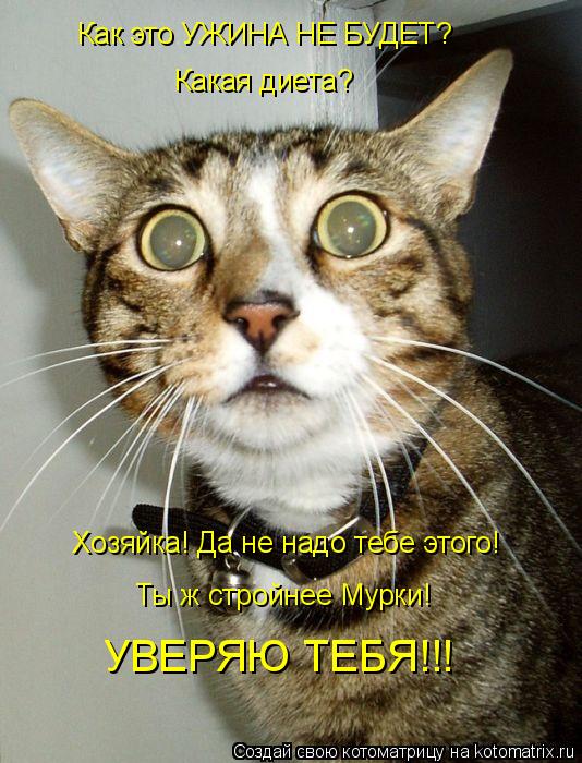 Как это УЖИНА НЕ БУДЕТ? Какая диета? Хозяйка! Да не надо тебе этого! Ты ж стройнее Мурки! УВЕРЯЮ ТЕБЯ... Котоматрица: Как это УЖИНА НЕ БУДЕТ? Какая диета? Хозяйка! Да не надо тебе этого! Ты ж стройнее Мурки! УВЕРЯЮ ТЕБЯ!!!