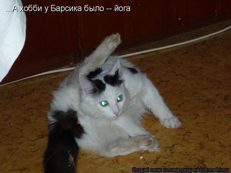...А хобби у Барсика было -- йога... Котоматрица: ...А хобби у Барсика было -- йога