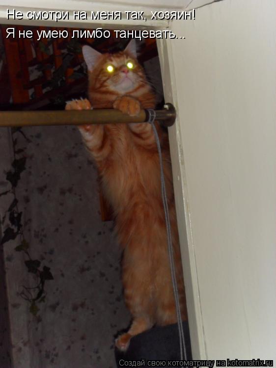 Не смотри на меня так, хозяин! Я не умею лимбо танцевать...... Котоматрица: Не смотри на меня так, хозяин! Я не умею лимбо танцевать...