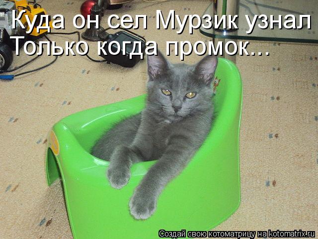 Куда он сел Мурзик узнал Только когда промок...... Котоматрица: Куда он сел Мурзик узнал Только когда промок...