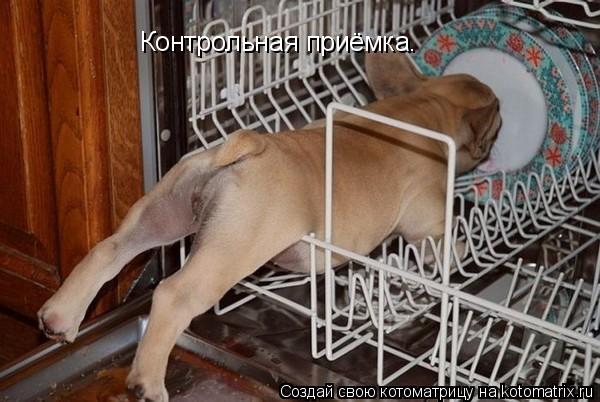 Контрольная приёмка.... Котоматрица: Контрольная приёмка.