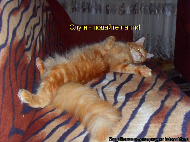 Слуги - подайте лапти!... Котоматрица: Слуги - подайте лапти!