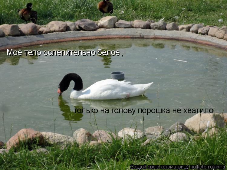 Моё тело ослепительно белое , только на голову порошка не хватило... Котоматрица: Моё тело ослепительно белое , только на голову порошка не хватило