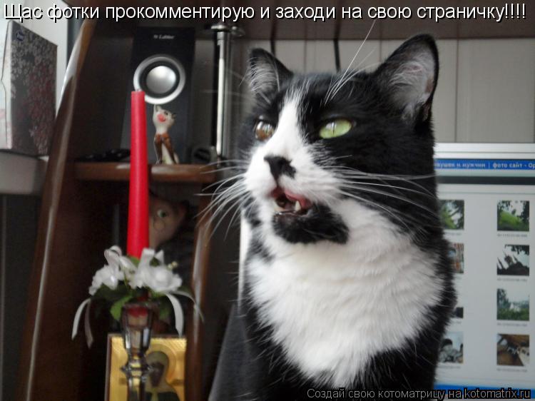 Щас фотки прокомментирую и заходи на свою страничку!!!!... Котоматрица: Щас фотки прокомментирую и заходи на свою страничку!!!!