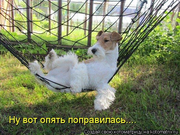 Ну вот опять поправилась....... Котоматрица: Ну вот опять поправилась....