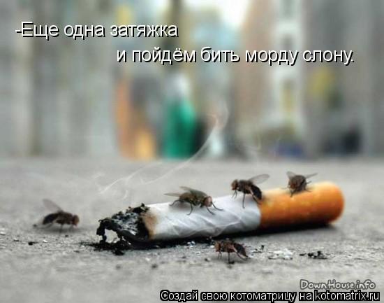Котоматрица: -Еще одна затяжка  и пойдём бить морду слону.