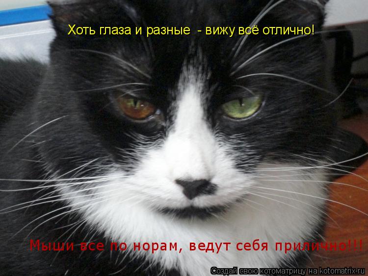 Котоматрица: Хоть глаза и разные  - вижу всё отлично! Мыши все по норам, ведут себя прилично!!!