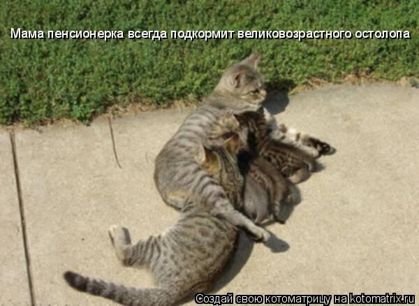 Котоматрица: Мама пенсионерка всегда подкормит великовозрастного остолопа