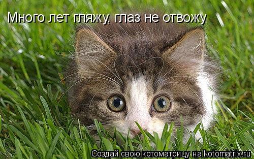 Котоматрица: Много лет гляжу, глаз не отвожу