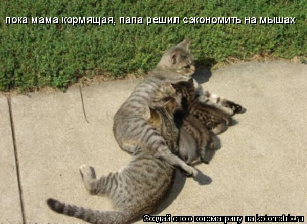 Котоматрица: пока мама кормящая, папа решил сэкономить на мышах