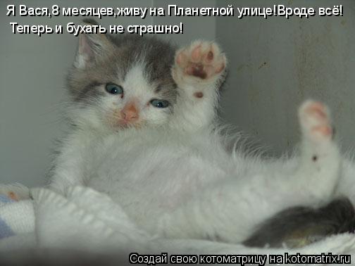 Я Вася,8 месяцев,живу на Планетной улице!Вроде всё! Теперь и бухать не страшно!... Котоматрица: Я Вася,8 месяцев,живу на Планетной улице!Вроде всё! Теперь и бухать не страшно!