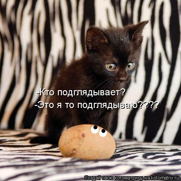 -Это я то подглядываю???? -Кто подглядывает?... Котоматрица: -Это я то подглядываю???? -Кто подглядывает?