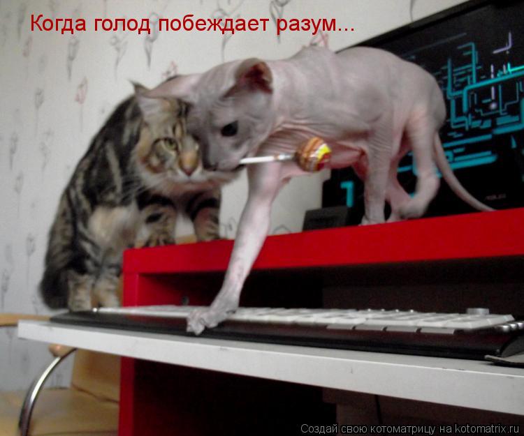 Когда голод побеждает разум...... Котоматрица: Когда голод побеждает разум...