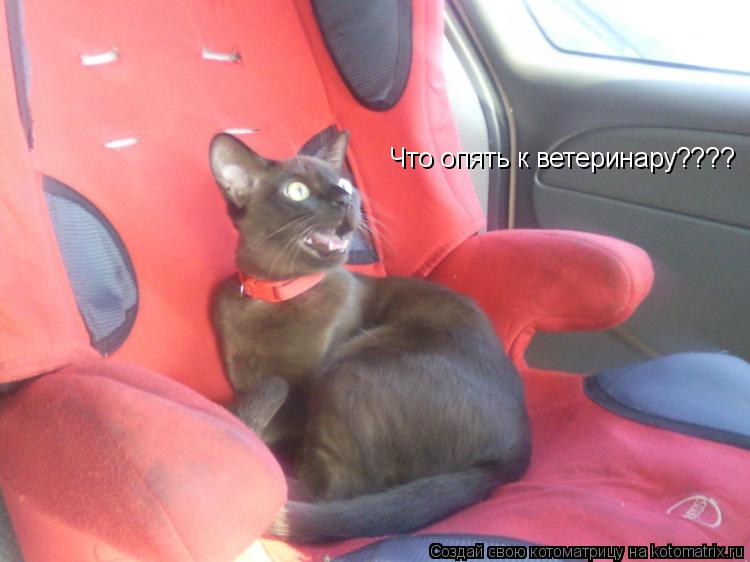 Что опять к ветеринару????... Котоматрица: Что опять к ветеринару????