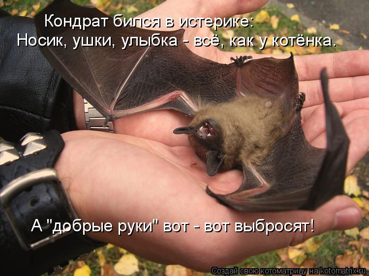Кондрат бился в истерике: Носик, ушки, улыбка - всё, как у котёнка. А "добрые руки" вот - вот выброся... Котоматрица: Кондрат бился в истерике: Носик, ушки, улыбка - всё, как у котёнка. А "добрые руки" вот - вот выбросят!