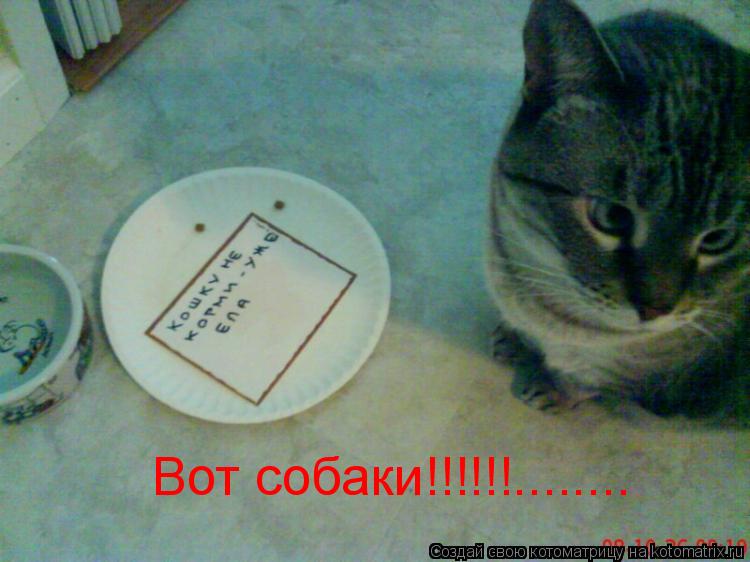 Вот собаки!!!!!!........... Котоматрица: Вот собаки!!!!!!........