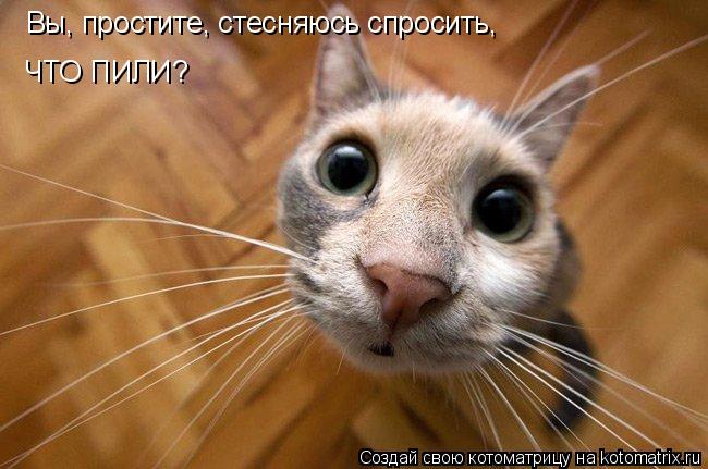 Вы, простите, стесняюсь спросить, ЧТО ПИЛИ?... Котоматрица: Вы, простите, стесняюсь спросить, ЧТО ПИЛИ?