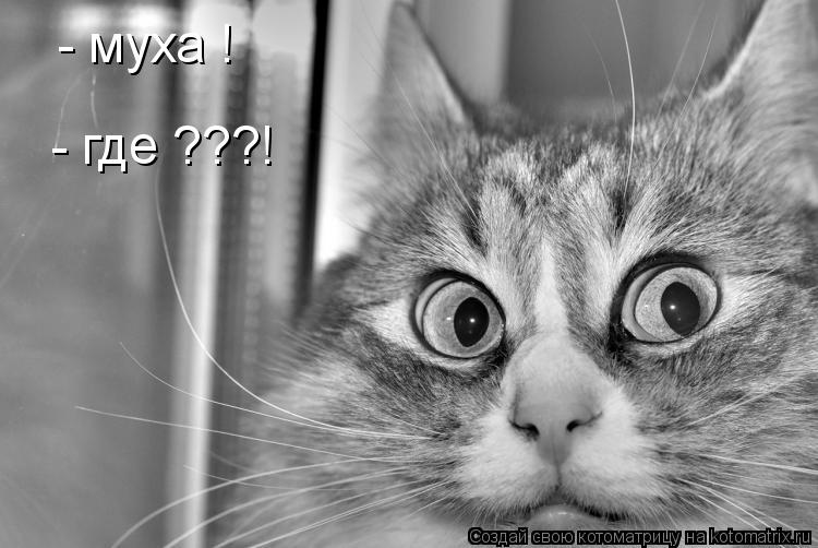 - муха ! - где ???!... Котоматрица: - муха ! - где ???!