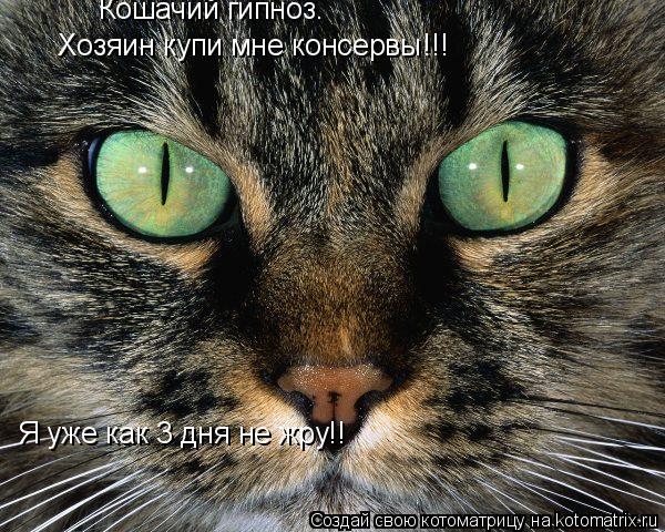 Кошачий гипноз. Хозяин купи мне консервы!!! Я уже как 3 дня не жру!!... Котоматрица: Кошачий гипноз. Хозяин купи мне консервы!!! Я уже как 3 дня не жру!!